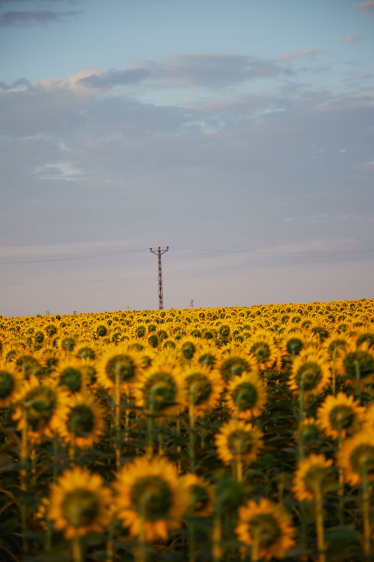Campo de girassóis ao entardecer, símbolo de esperança do Setembro Amarelo