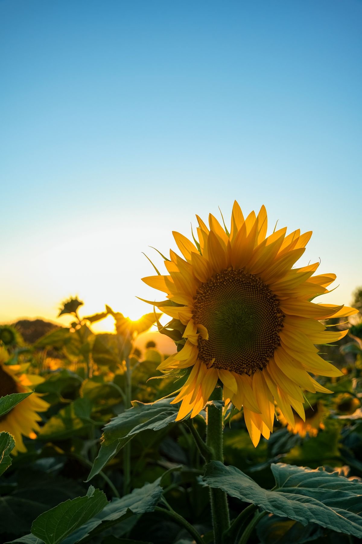 Girassol em foco com campo desfocado ao fundo, ao entardecer